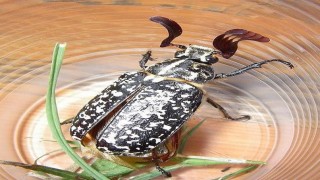 Dünyada nadiren görülen böcek Batmanda ortaya çıktı