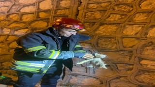 Duvar arasında mahsur kalan yavru kediyi itfaiye kurtardı