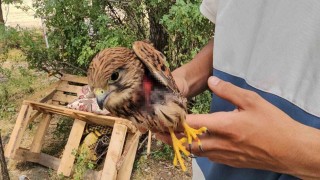 Duyarlı vatandaş yaralı atmacayı besleyip yetkililere teslim etti
