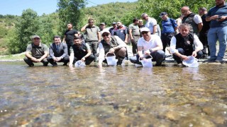 Düzcede 20 bin benekli alabalık salındı