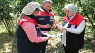 Düzcede fındık hasat tarihleri belli oldu