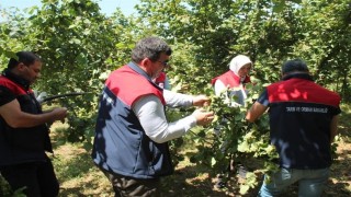Düzcede fındık rekolte tespiti sürüyor