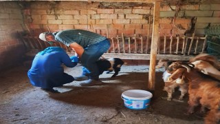 Edirnede küçükbaş hayvanlara brusella aşısı uygulandı