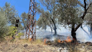 Edremit Gürede zeytinlik alan yandı