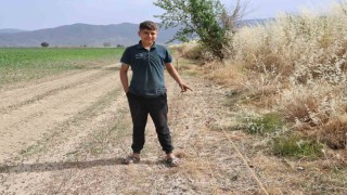 Egede domuz sorunu artarak devam ediyor