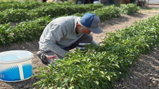 Eko-Çiftlikte üretilen organik sebzeler ihtiyaç sahiplerine ulaştırılıyor