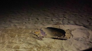 EKODOSDtan Caretta Caretta uyarısı