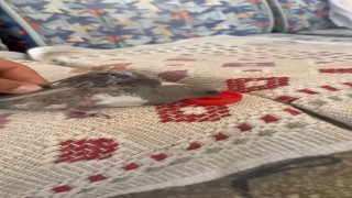 Elazığda atmaca sandığı ebabile su veren esnafın heyecanı gülümsetti