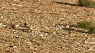 Elazığda dağ keçileri görüntülendi