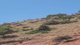 Elazığda dağ keçileri sürü halinde görüntülendi