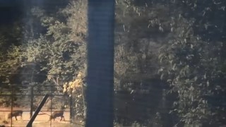 Elazığda domuz sürüsü yerleşim yerine indi