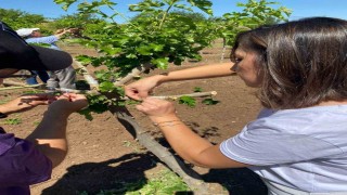 Elazığda dut bahçelerinde aşılama çalışması