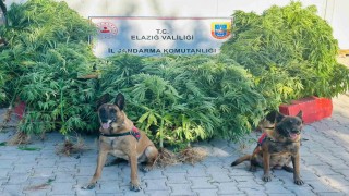 Elazığda jandarma, uyuşturucu satıcılarına göz açtırmıyor