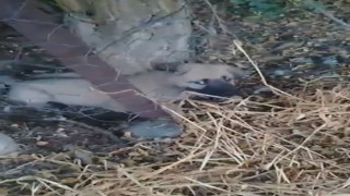 Elazığda kafasını tel örgülere sıkıştıran yavru köpeği vatandaşlar kurtardı