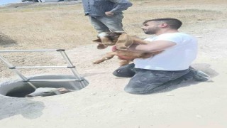 Elazığda kuyuya düşen keçi ve koyunları itfaiye kurtardı