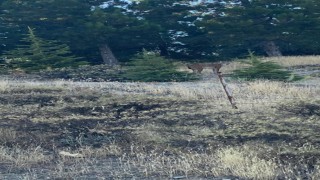 Elazığda nesli tükenmekte olan vaşak görüldü