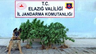 Elazığda tapulu arazide kenevir ele geçirildi