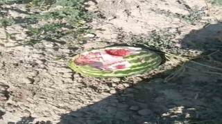 Elazığda yaban domuzları karpuz tarlalarına dadandı