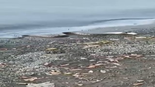 Elazığda yılanın balık avı kamerada