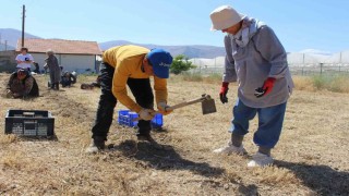 Elmalıda safran soğanı hasadı başladı