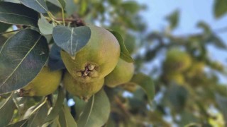 Emekli madenci Bursada kurduğu armut bahçesinden 80 tonluk hasat bekliyor