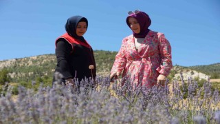 Emekli olup döndüğü köyünde lavantadan sonra salep yetiştirmeyi hedeliyor