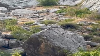 Erzincan Karanlık Kanyonda anne ve yavru dağ keçisi görüldü