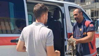 Erzincanda aracın motor bölmesine sıkışan kediyi itfaiye ekipleri kurtardı