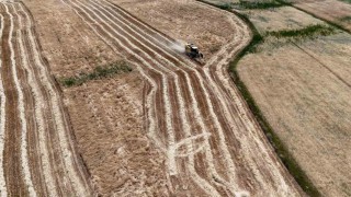 Erzincanda hasat başladı, çiftçinin yüzü güldü