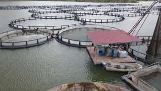 Erzincanda kültür balıkçılığı yaygınlaşıyor