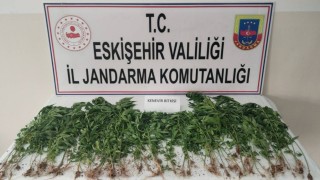 Eskişehirde kamu arazisine kenevir eken şahıs suçüstü yakalandı
