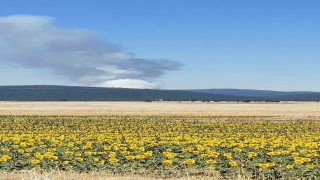 Eskişehirde orman yangını başladı