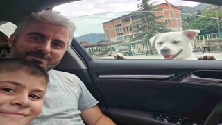 Esnafın peşinden ayrılmayan pitbull görünümlü köpek sosyal medyada gündem oldu