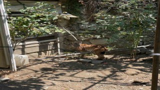 Evin bahçesine giren vaşak paniğe yol açtı