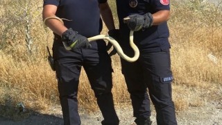 Fabrikada yılan paniği