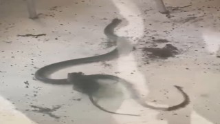Fare ile yılanın kavgası kamerada
