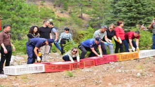 Fekede sazanlar baraja, keklikler dağlara salındı