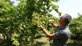 Fındıkta erken hasat uyarısı