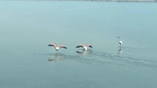 Flamingoların zorlu göçü tamamlandı