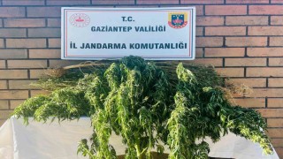 Gaziantepte 145 kök kenevir ele geçirildi