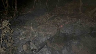 Gebzede gece yarısı orman yangını: 7 dönüm alan kül oldu