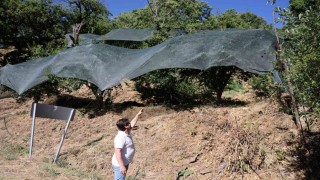 Geçen yıl toplanmayan meyveler bu yıl kıt olunca koruma altına alındı