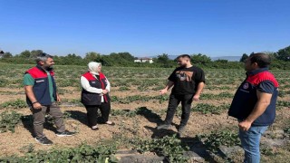 Genç çiftçiden örnek tarım uygulaması