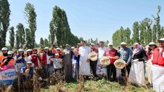 Gençler hasat etkinliği ile üretim süreçlerini yakından deneyimliyor