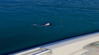 Gençlerin oltasına yavru köpekbalığı takıldı