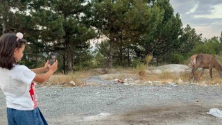 Geyik doğal yaşam alanı yerine karayolu kenarında yaşamaya başladı