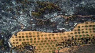 Geyve orman yangınından geriye kalanlar