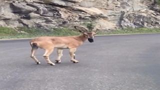 Giresunda yaban keçisi görüntülendi