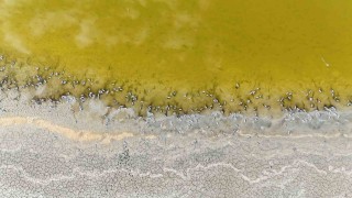 Gölde korkutan görüntü, yüzlercesi kıyıya vurdu