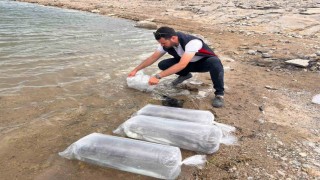 Gölhisar Gölü ve Yapraklı Barajına 5 bin yayın ve sazan balığı bırakıldı